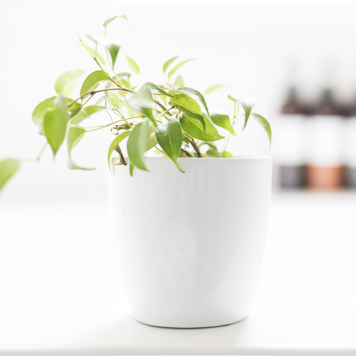 Round Plastic Floral Container