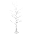 Giant Manzanita Tree - White