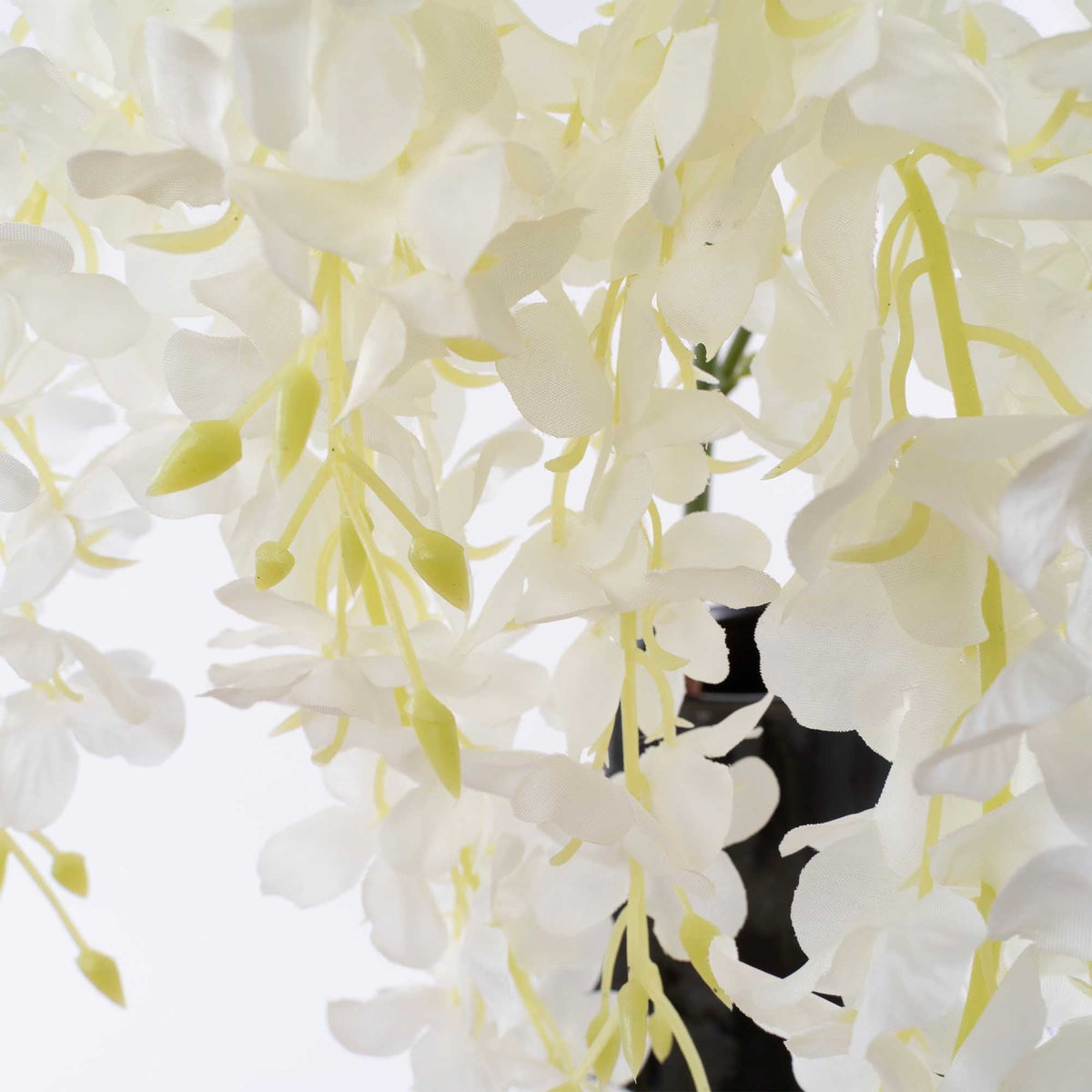 Large Wisteria Branch