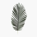 Artificial Feather Palm Leaves - 26.5 Inches - Set of 12