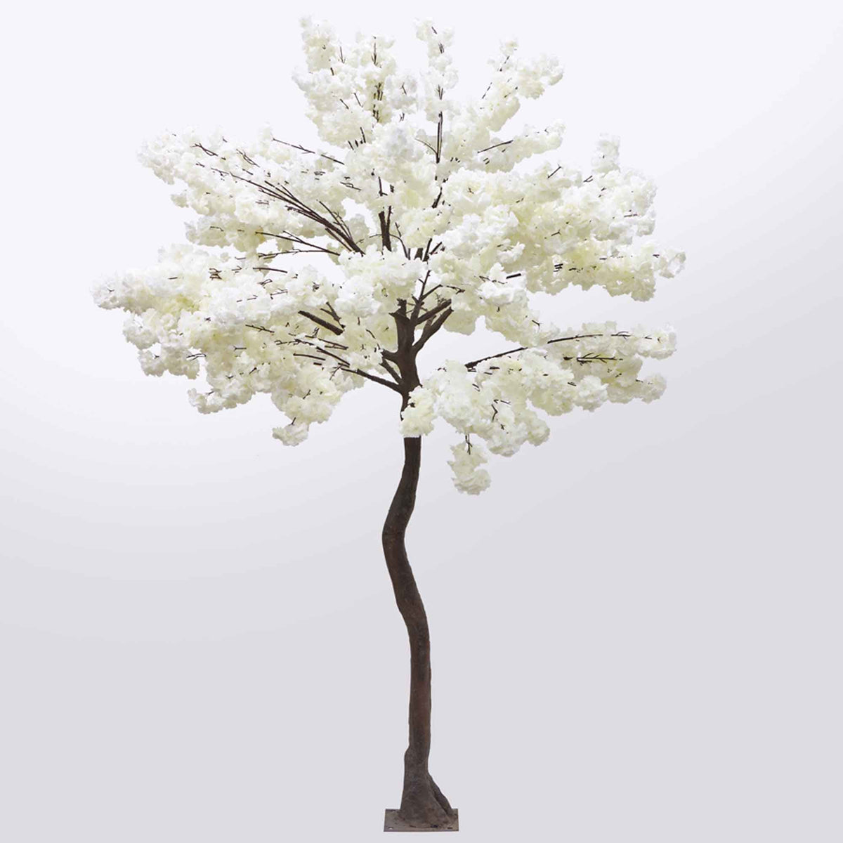 White Cherry Blossom Tree