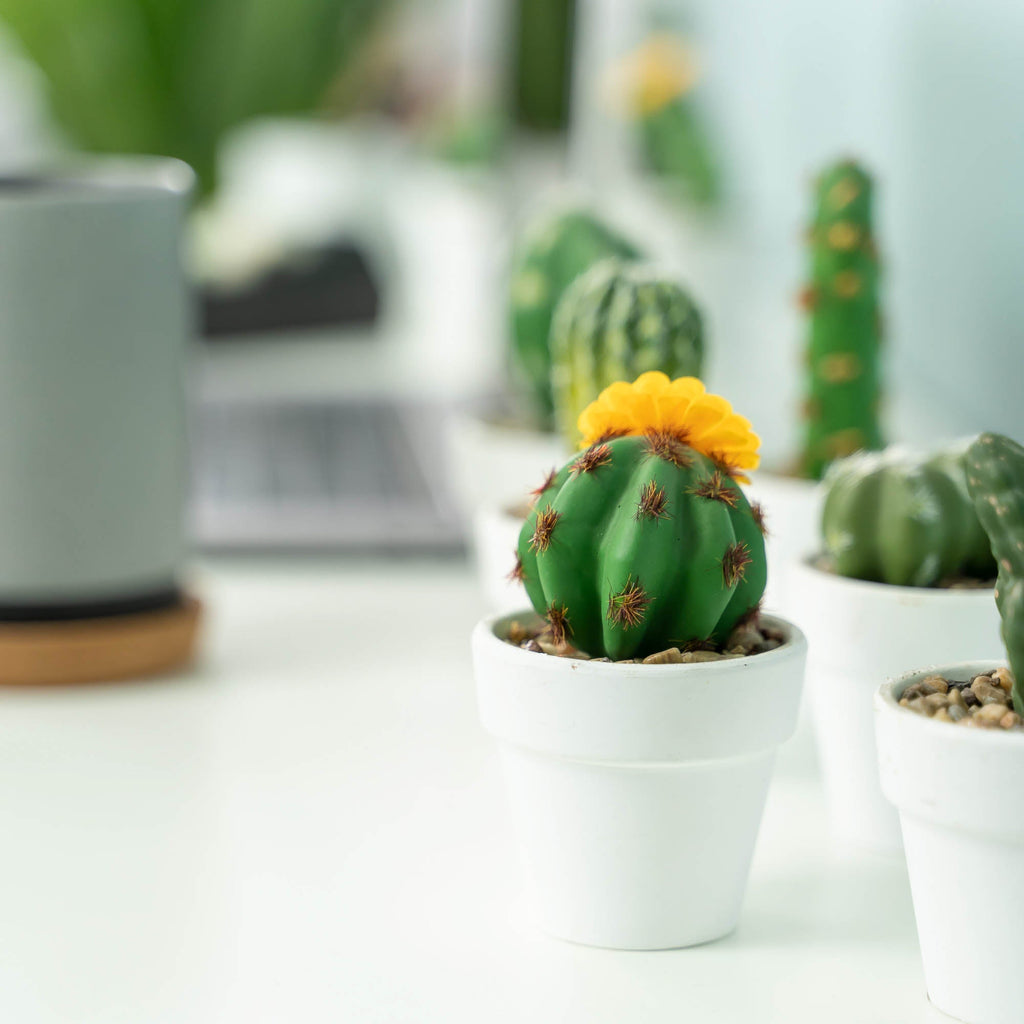 Artificial Assorted Potted Cactus - Set of 12