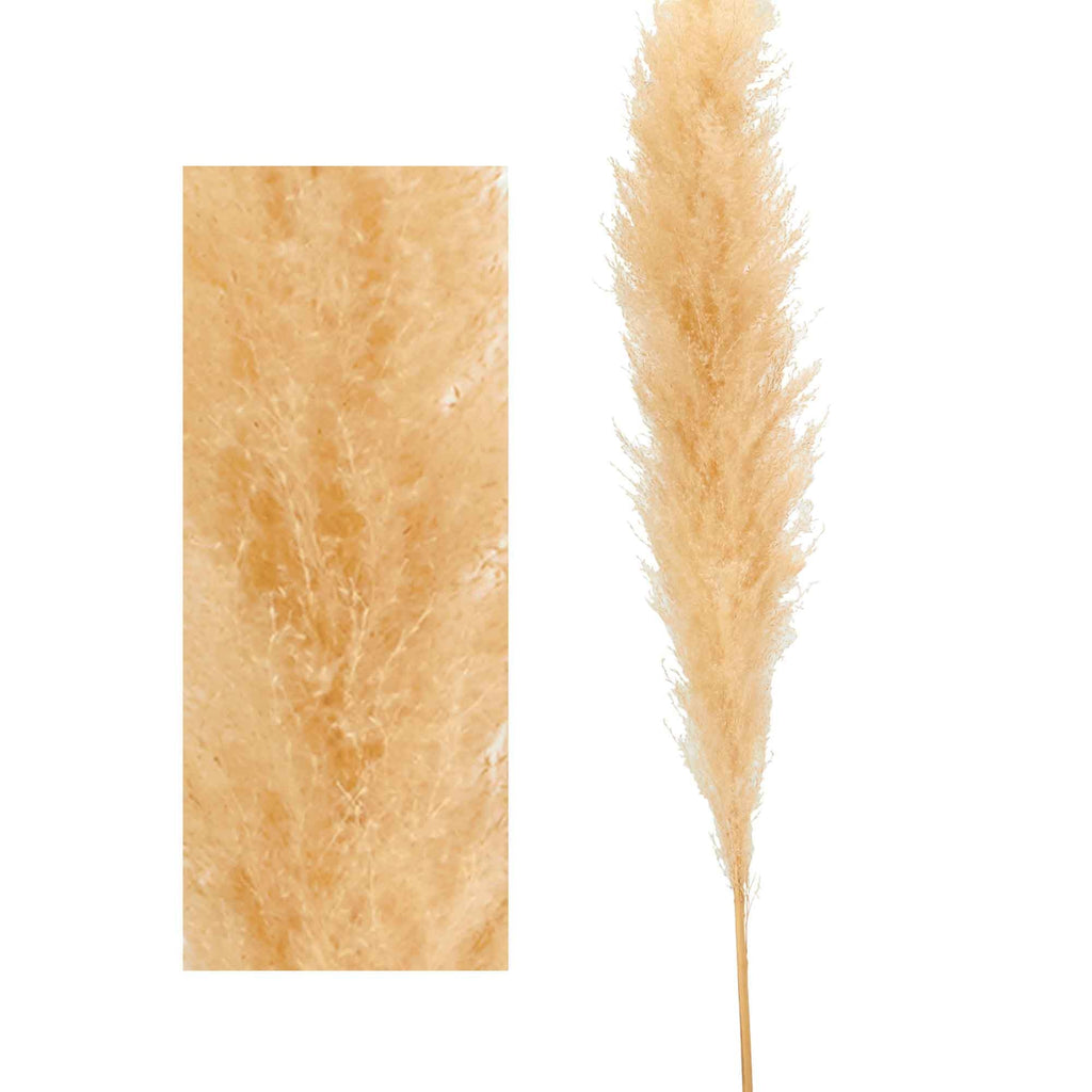 Natural Dried Giant Pampas Grass Stem