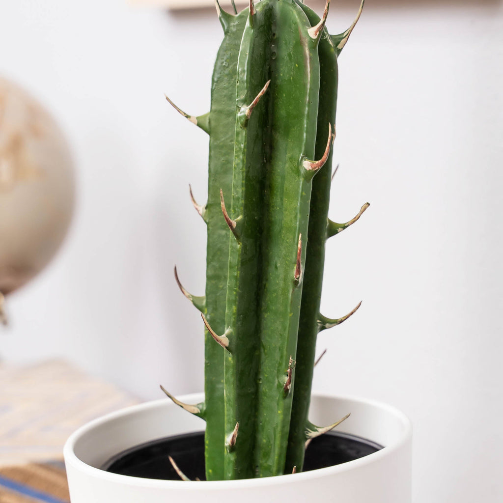 Faux San Pedro Cactus with Plastic Pot