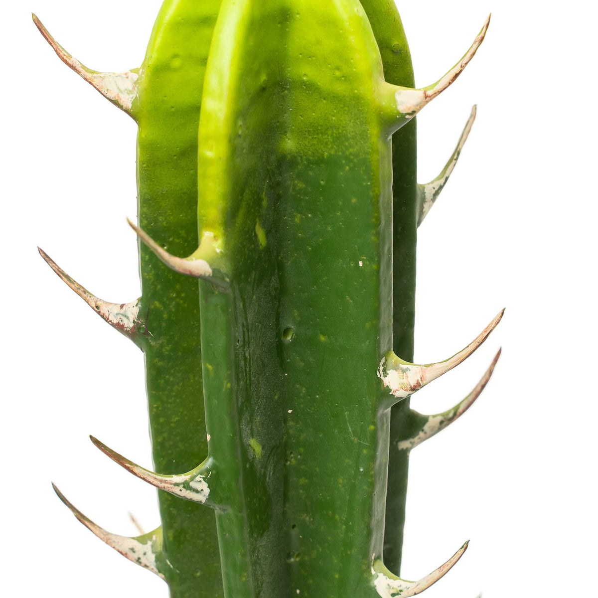 Faux San Pedro Cactus with Plastic Pot