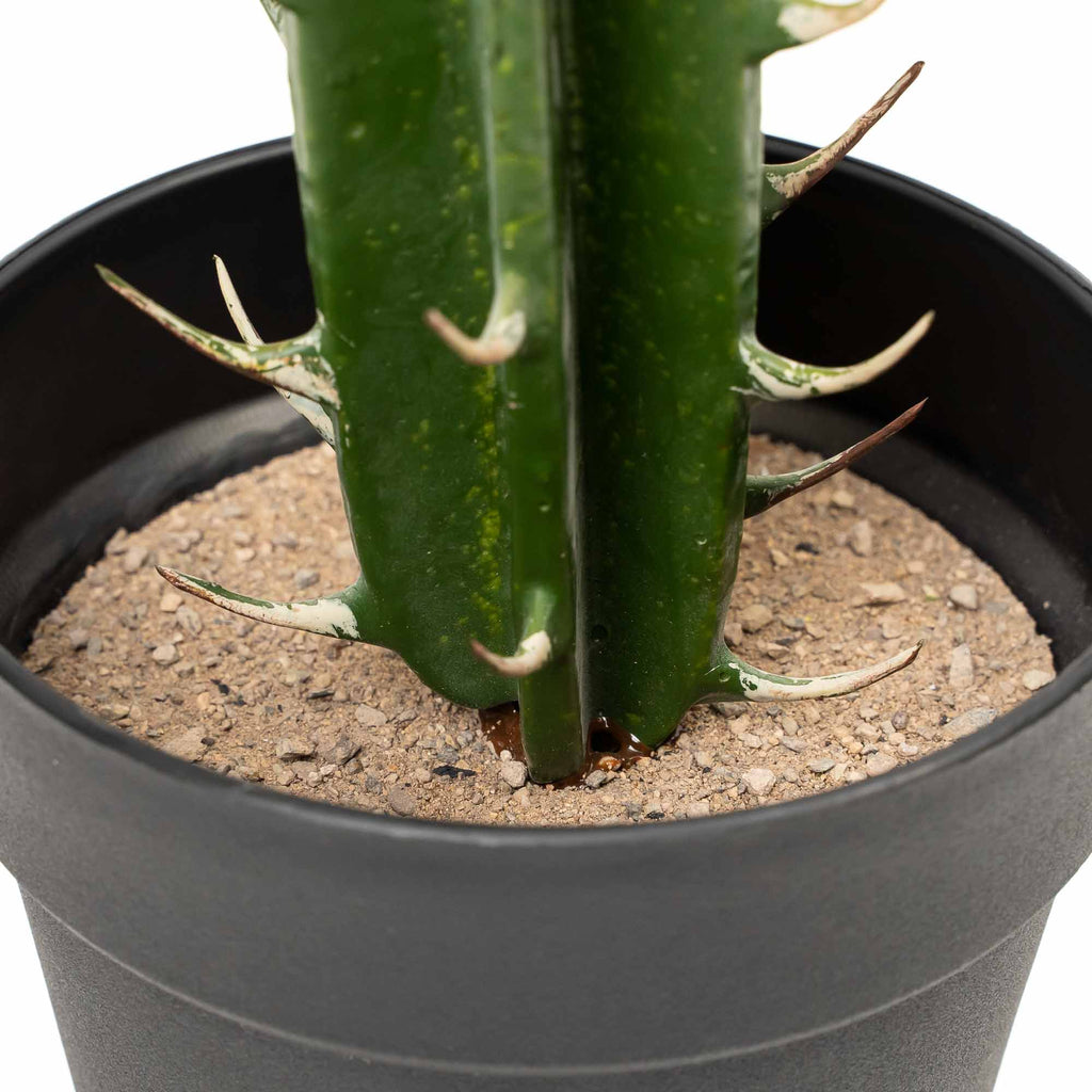 Faux San Pedro Cactus with Plastic Pot