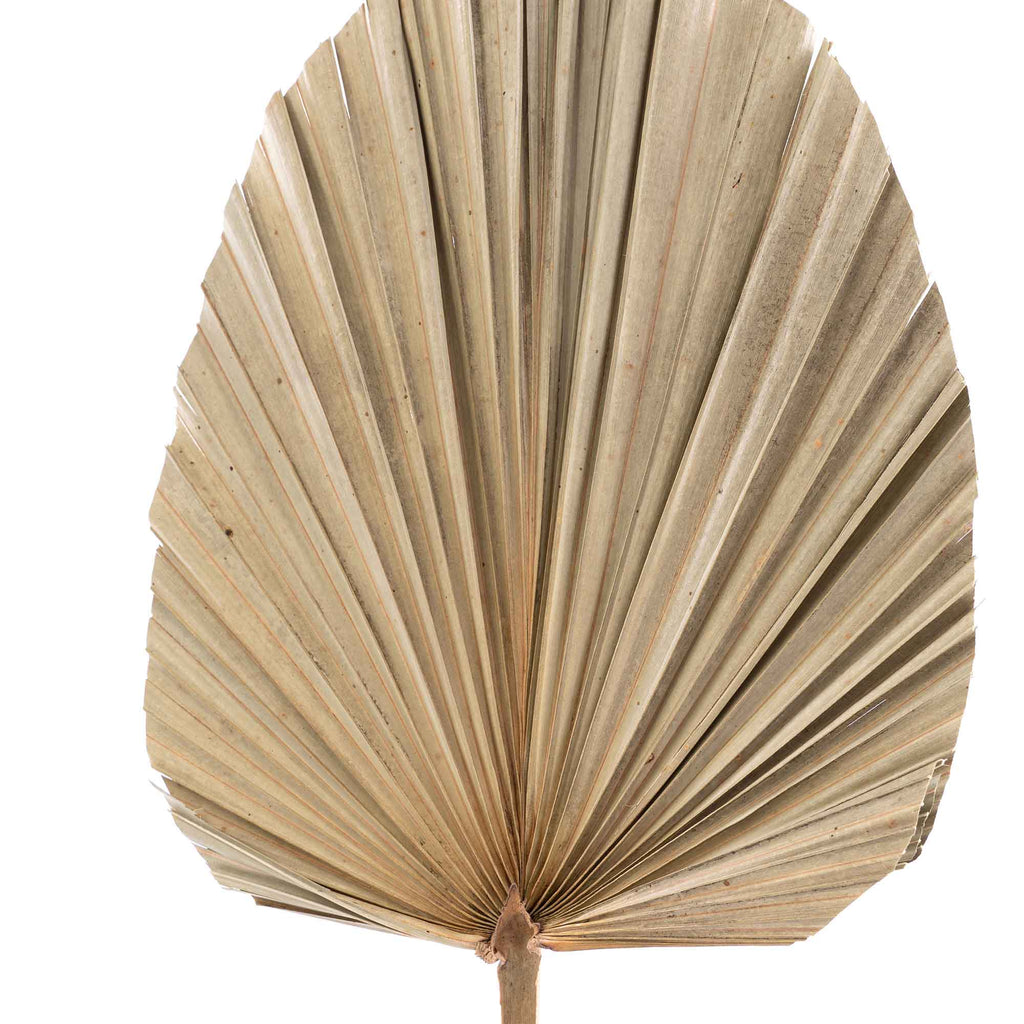 Dried Palm Leaf Fan - 19“