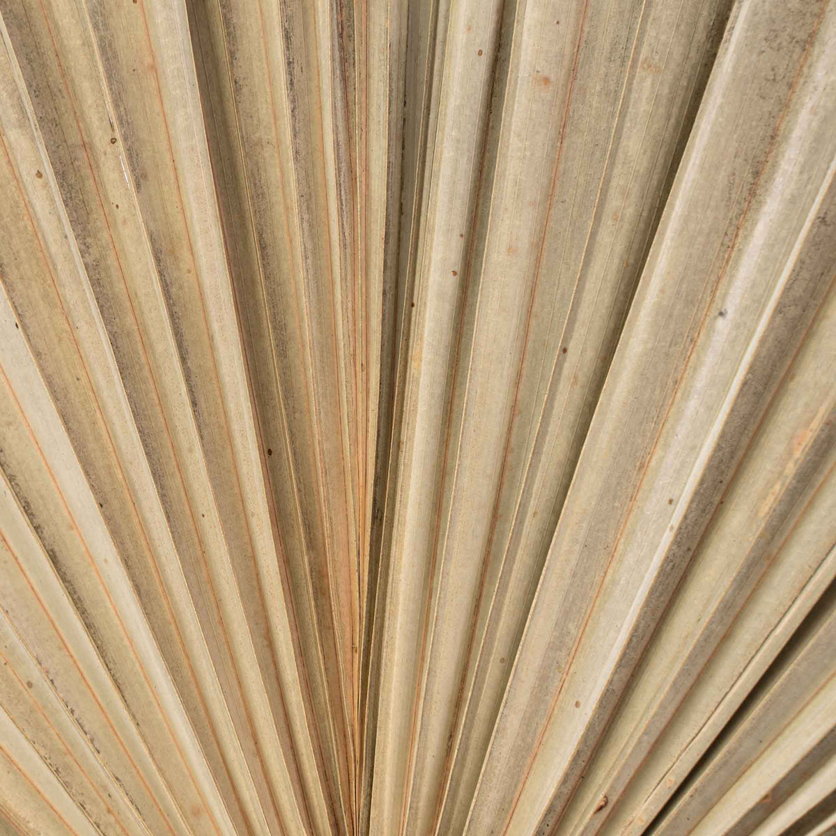 Dried Palm Leaf Fan - 19“
