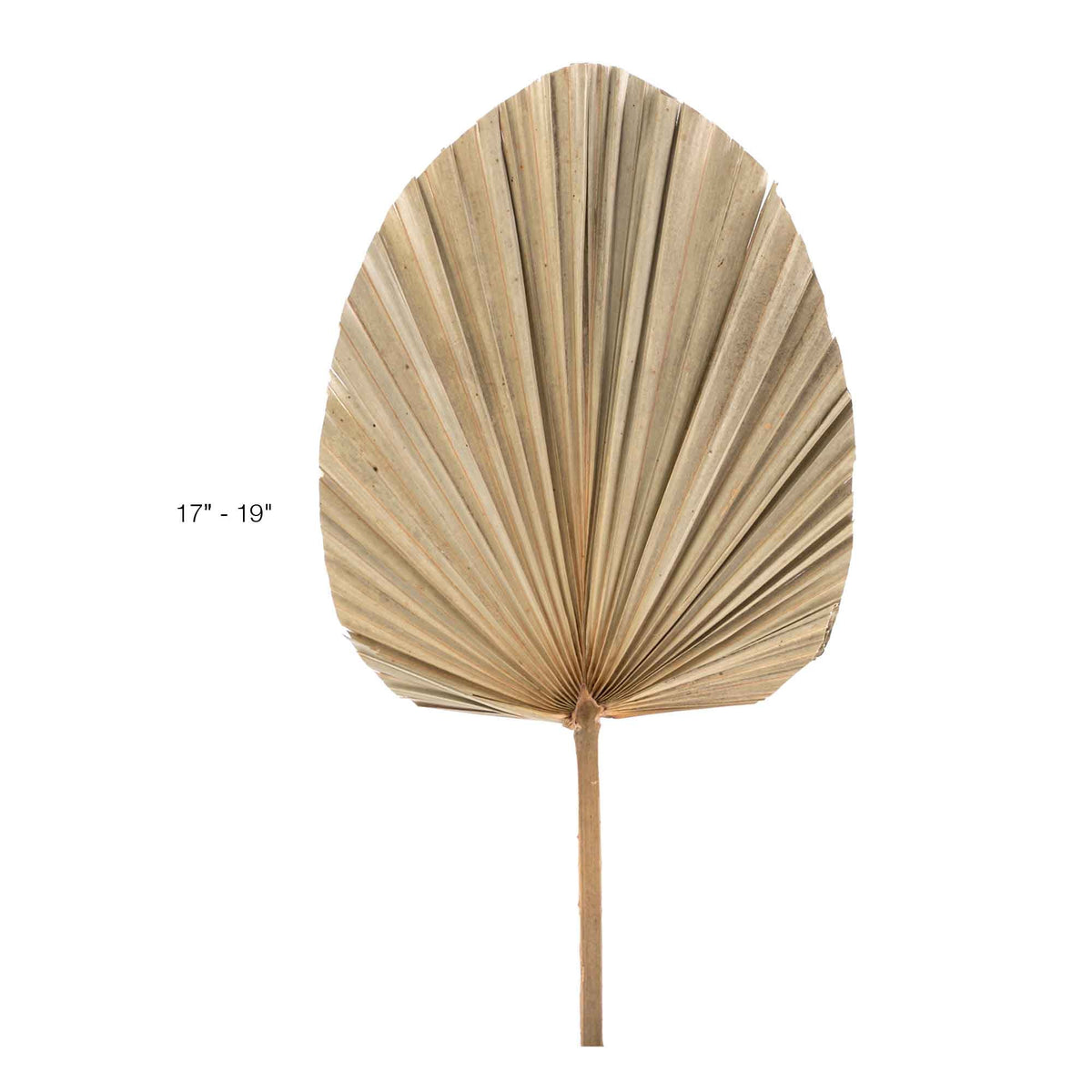 Dried Palm Leaf Fan - 19“