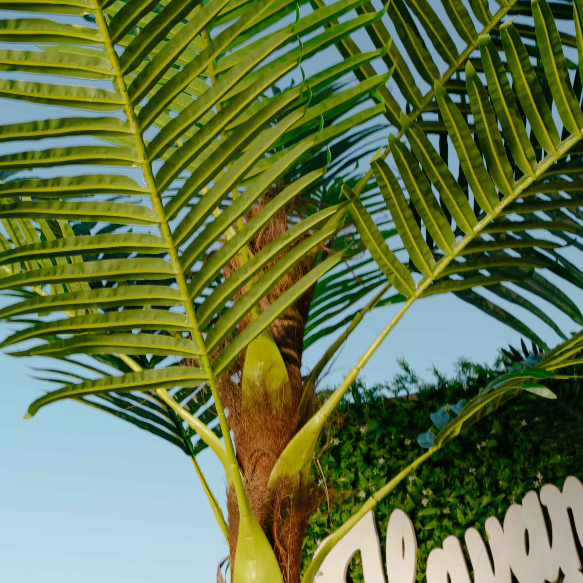 Giant Faux Palm Tree