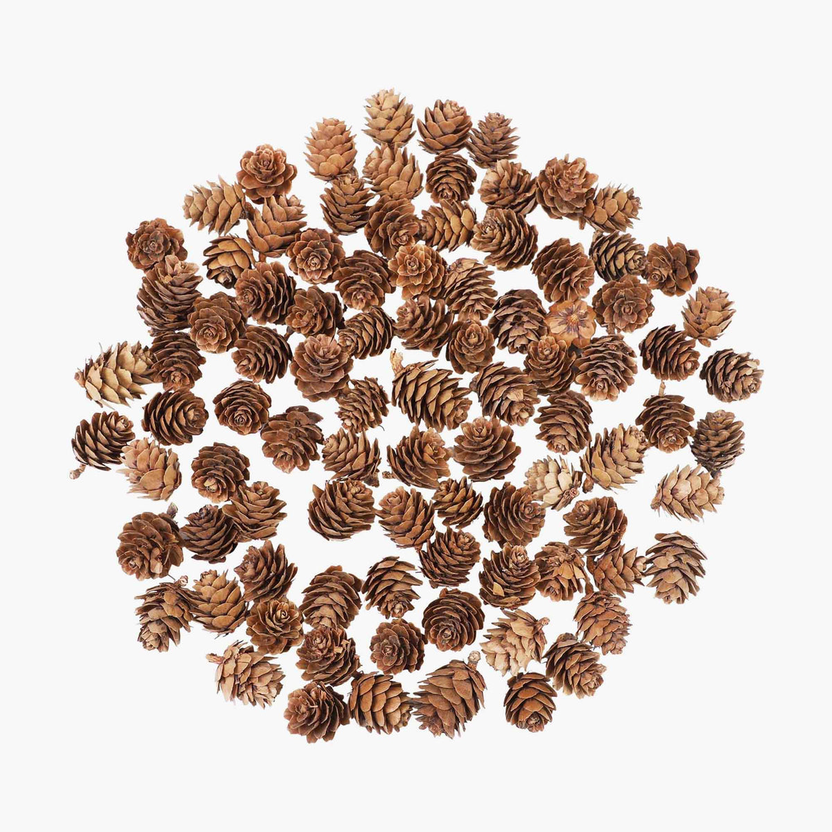 Natural Mini Pinecones