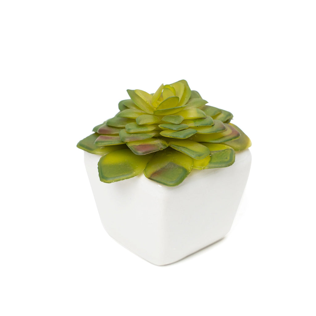 Artificial Assorted Succulents with Ceramic Pots - Set of 12