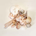 Assorted Seashells