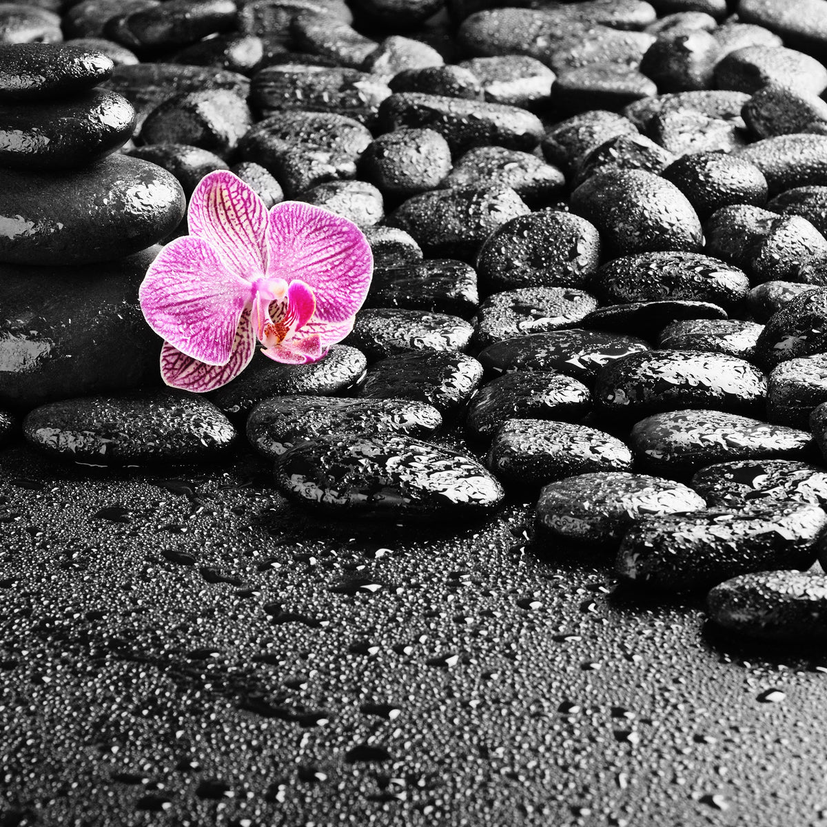 Black Pebbles - 2.5 LB. Bag