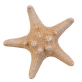 Dried Armored Starfish