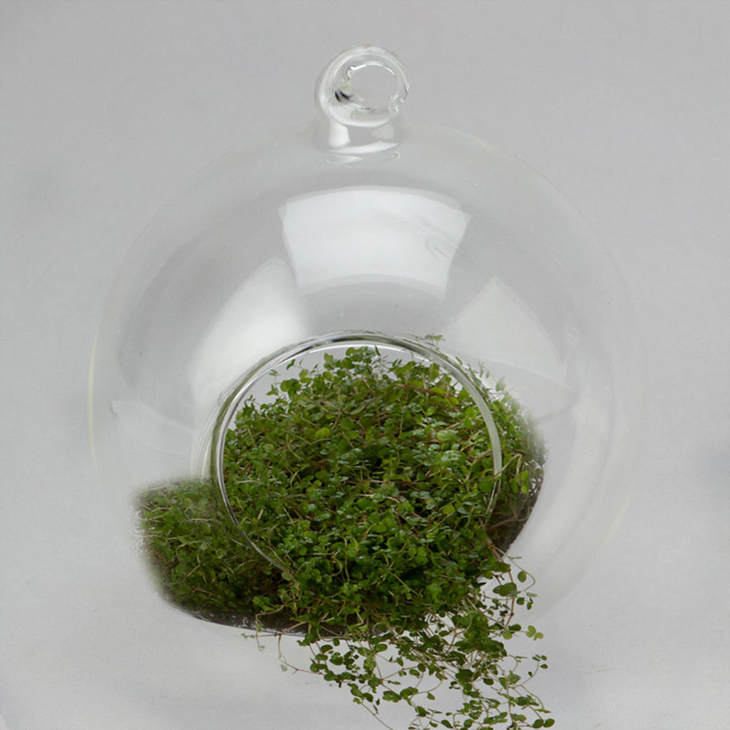 Hanging Glass Terrarium 3.5" - Set of 12