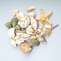 Assorted Seashells 10.5 Ounces